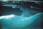 Night Swimming
